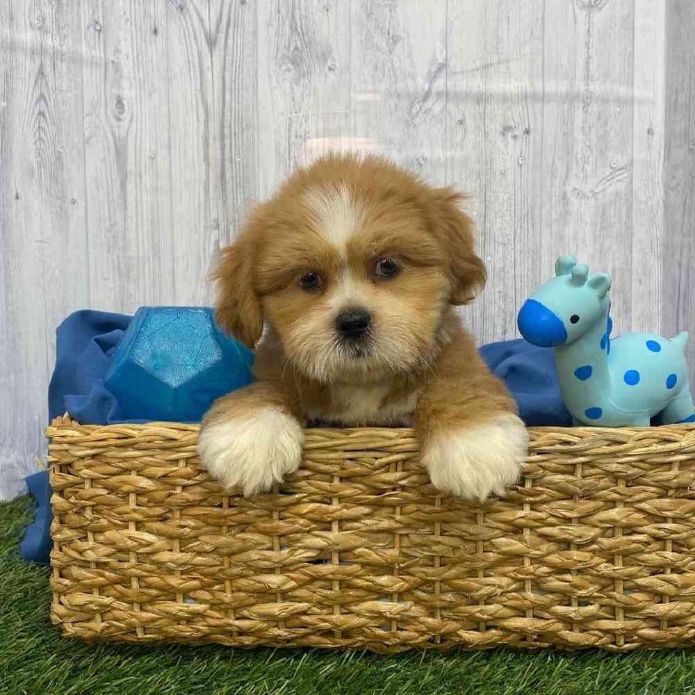 Male Lhasa Apso Puppy for Sale in Saugus, MA