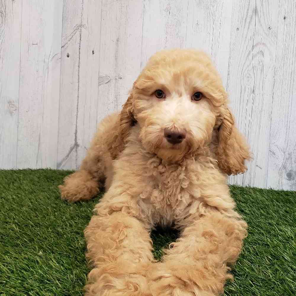 Male Standard Poodle Puppy for sale