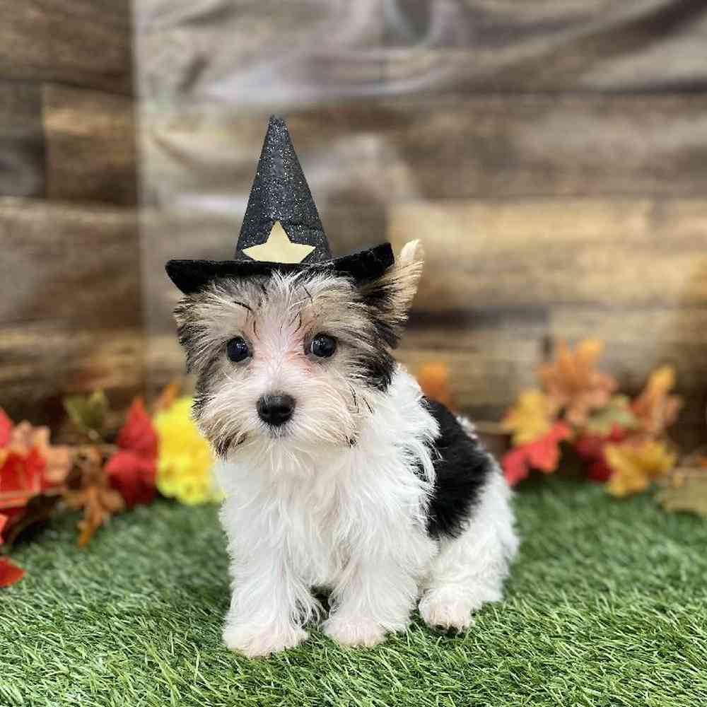 Female Yorkshire Terrier Puppy for Sale in Braintree, MA