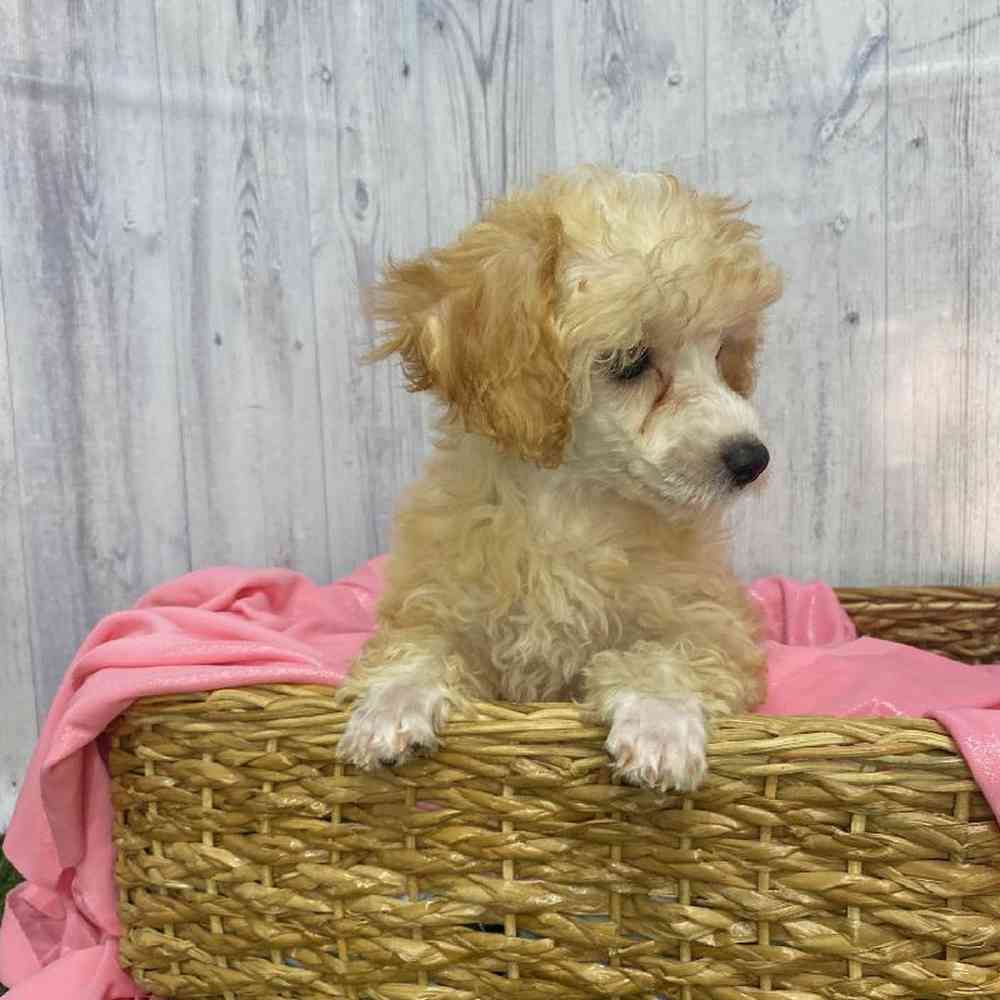 Female Poodle Toy Puppy for Sale in Saugus, MA