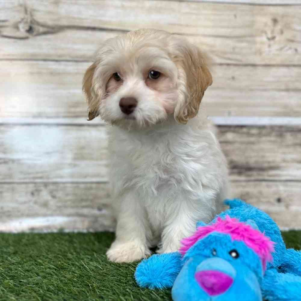 Male Cockapoo 2nd Gen Puppy for Sale in Saugus, MA