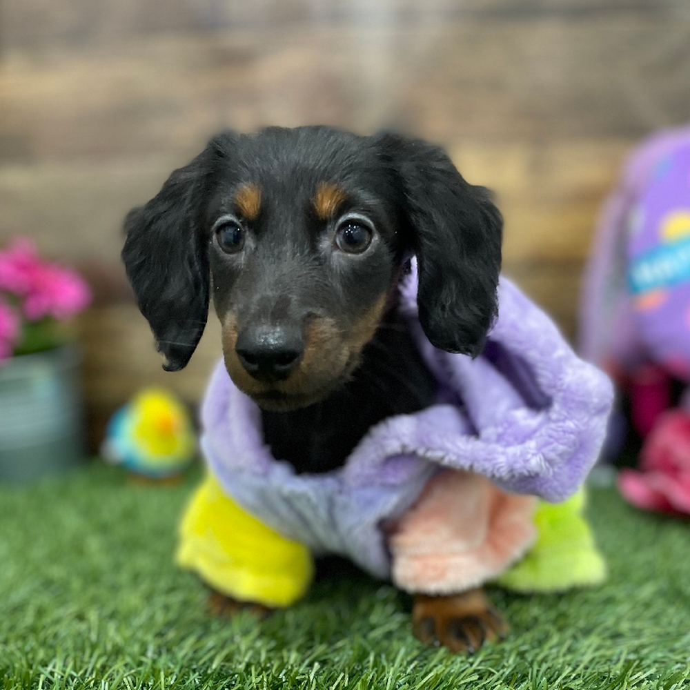 Male Dachshund Puppy for Sale in Braintree, MA