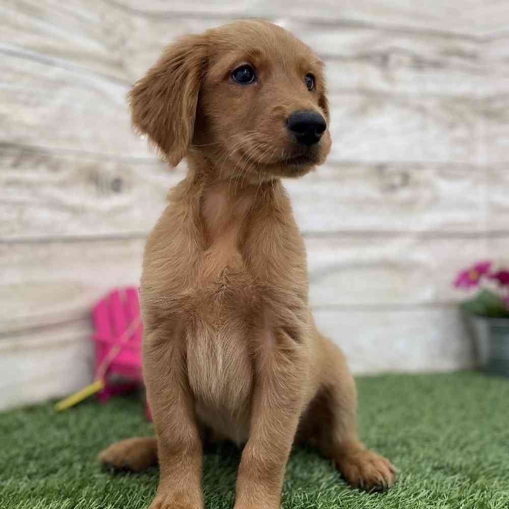 Female Golden Retriever Puppy for Sale in Braintree, MA