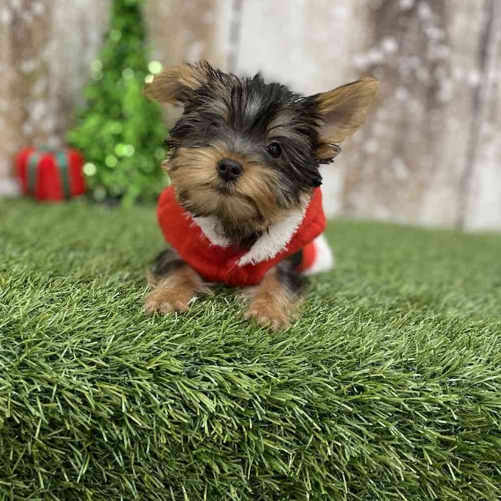 Female Yorkshire Terrier Puppy for Sale in Braintree, MA