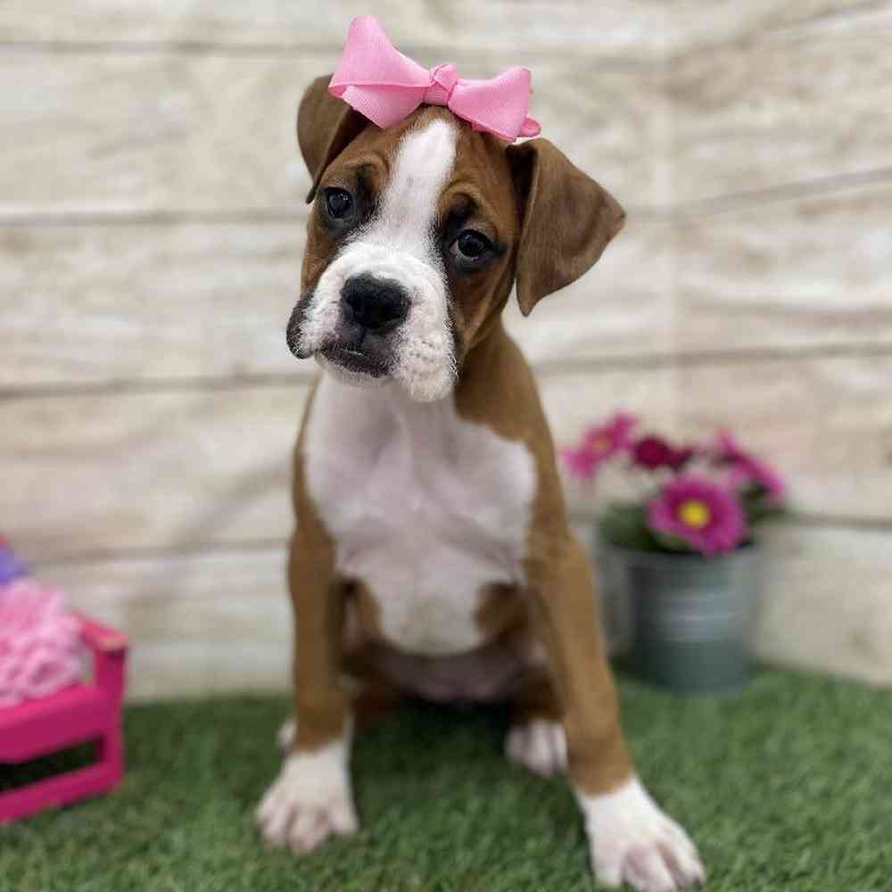 Female Boxer Puppy for Sale in Braintree, MA