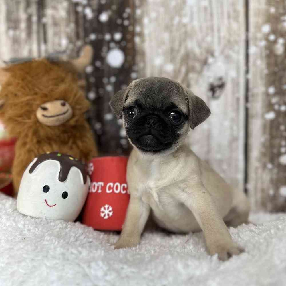 Female Pug Puppy for Sale in Saugus, MA