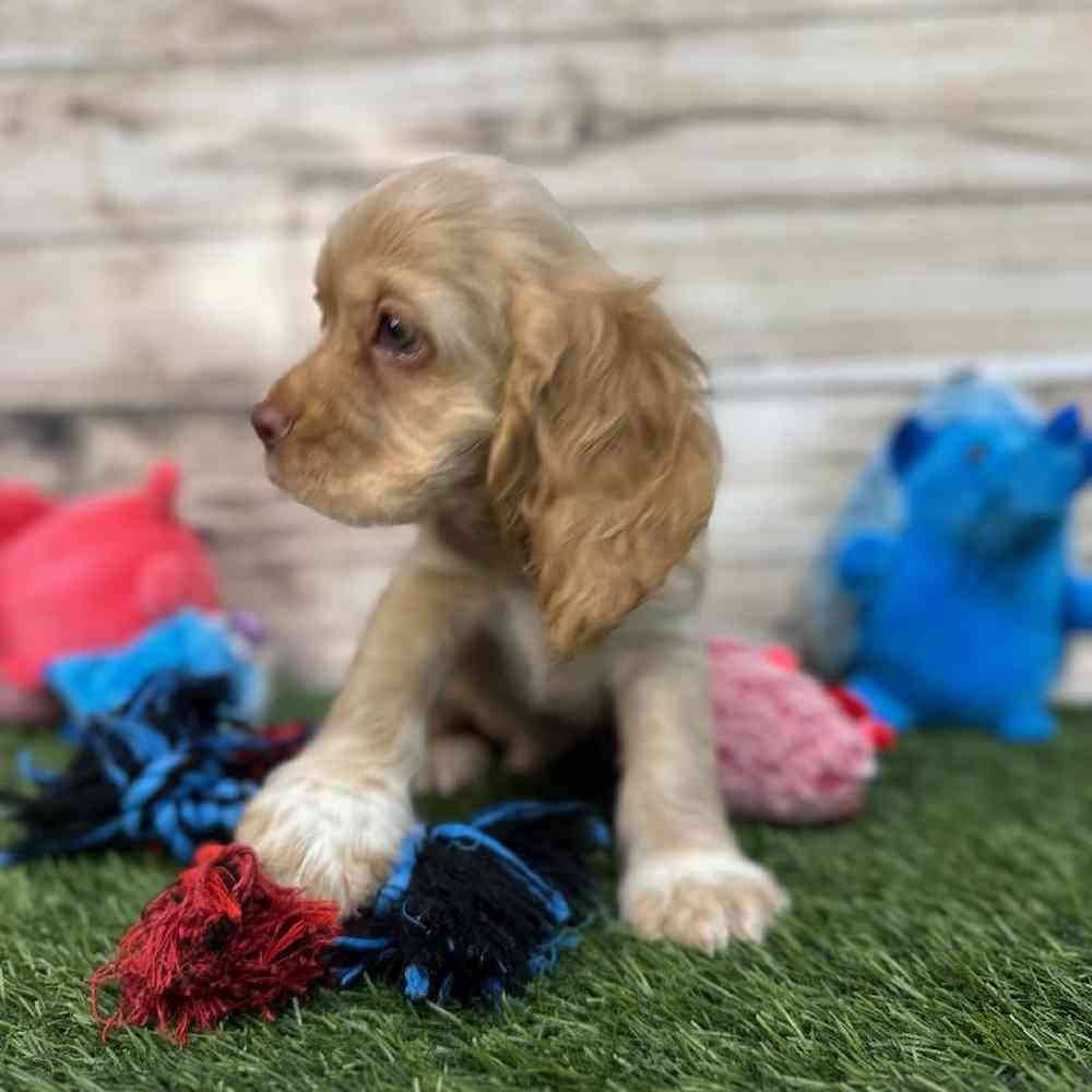 Male Cocker Spaniel Puppy for Sale in Saugus, MA