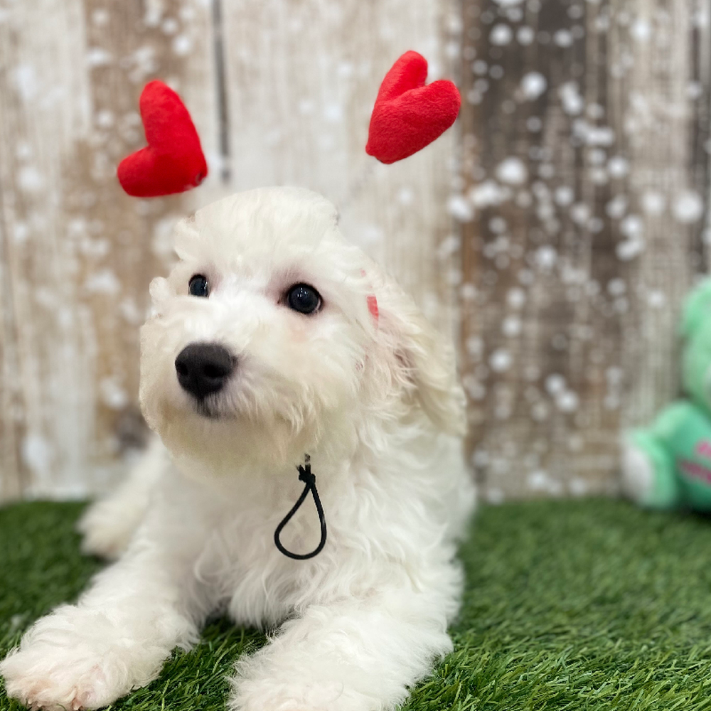 Male Bichon Frise Puppy for Sale in Braintree, MA