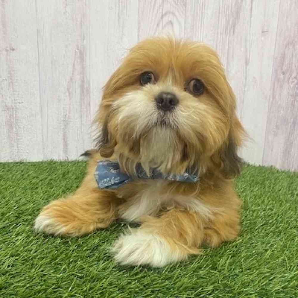 Male Lhasa Apso Puppy for Sale in Braintree, MA