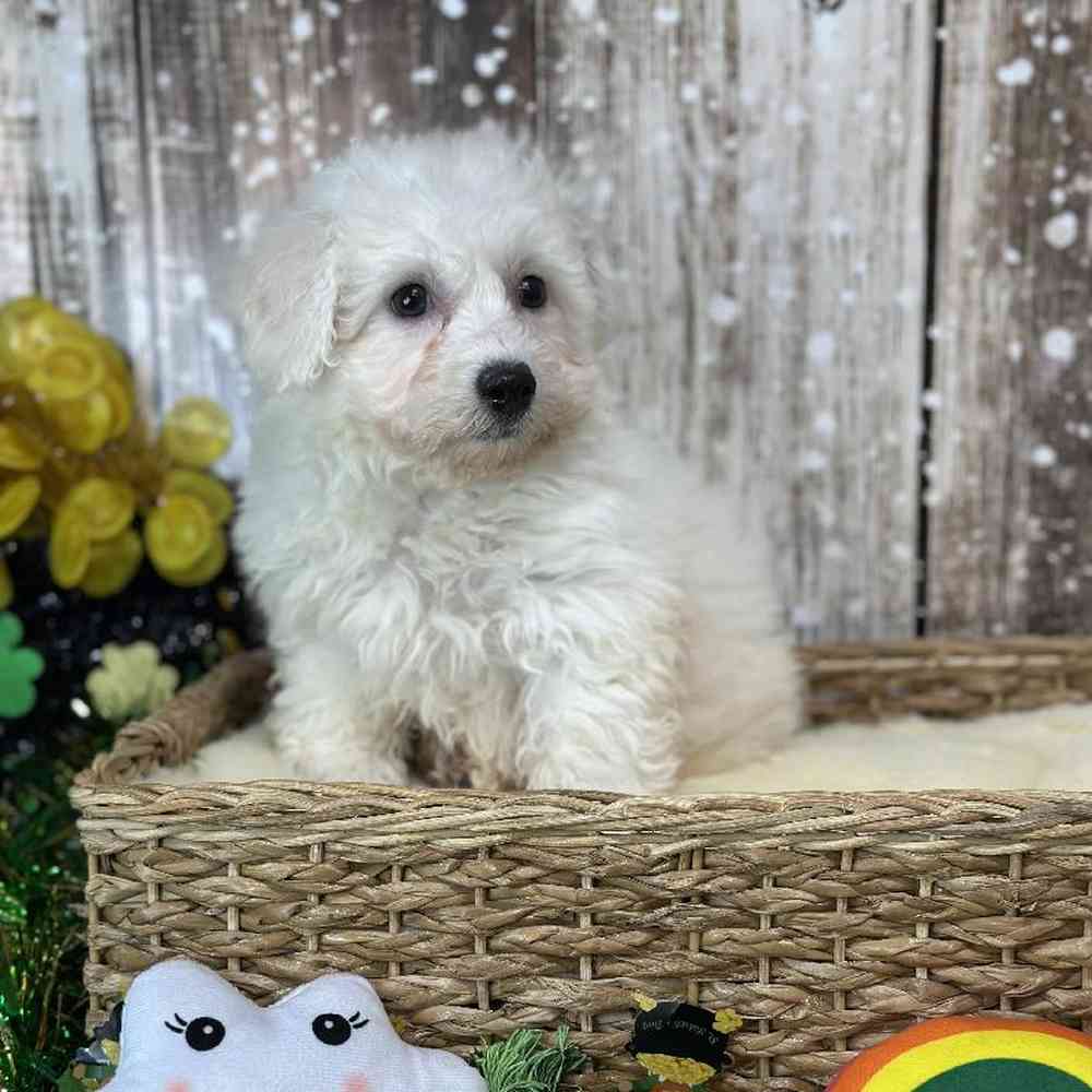Male Griffichon Puppy for Sale in Saugus, MA