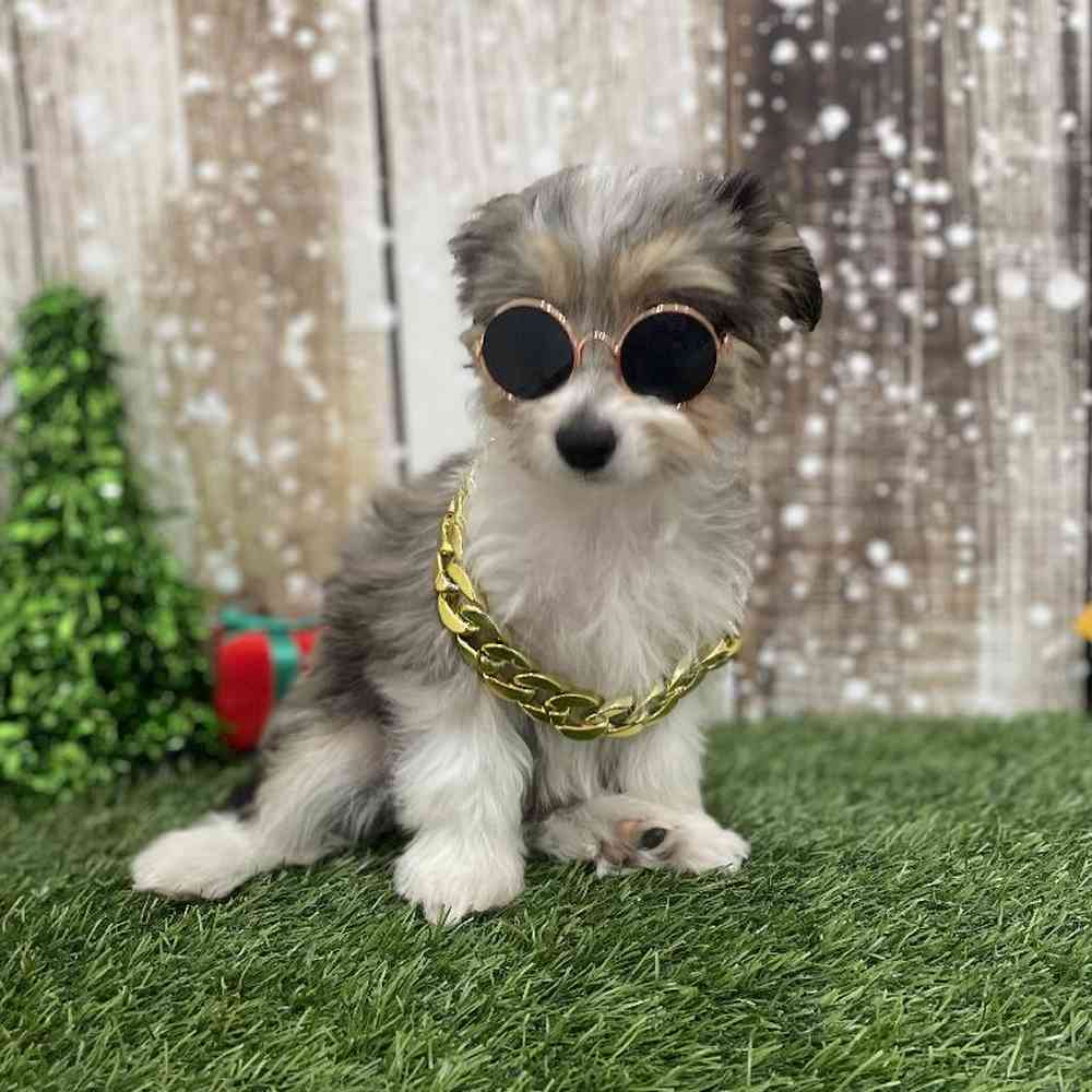 Male Aussiechon Puppy for Sale in Braintree, MA