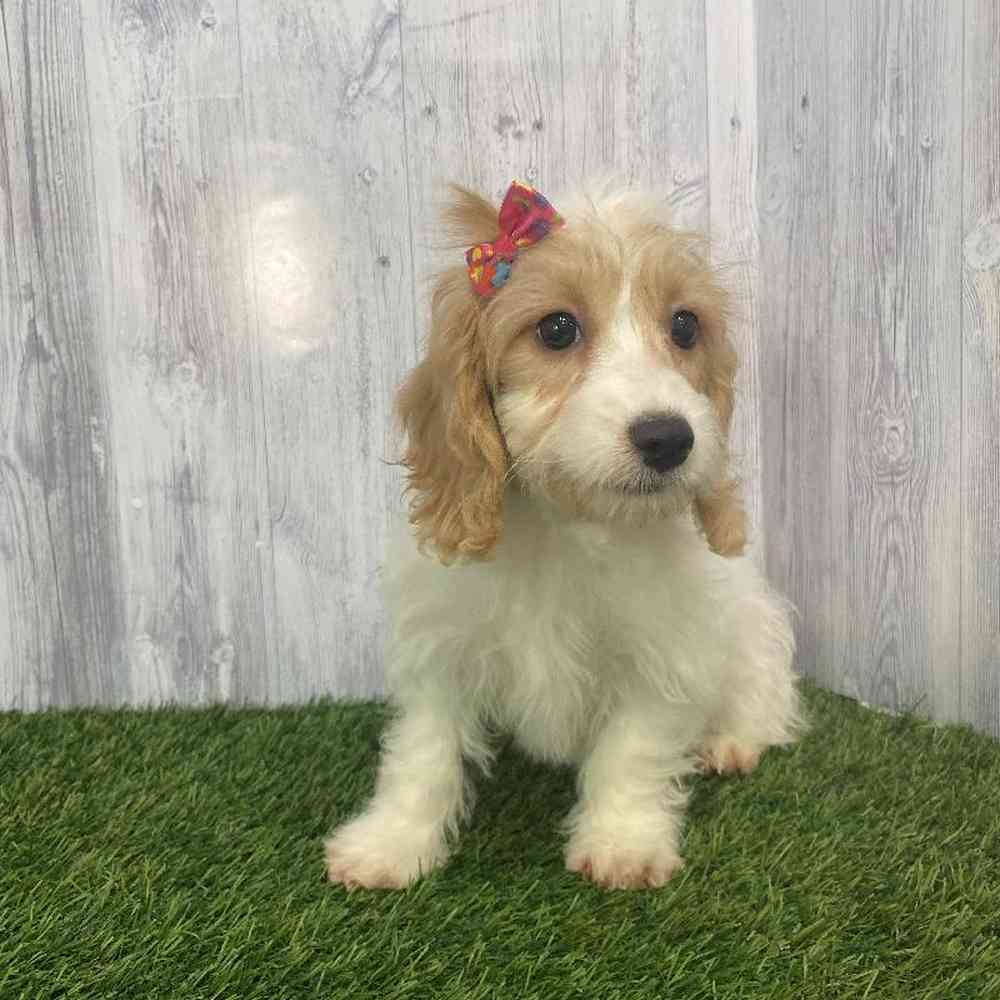 Female Cockapoo Puppy for Sale in Saugus, MA