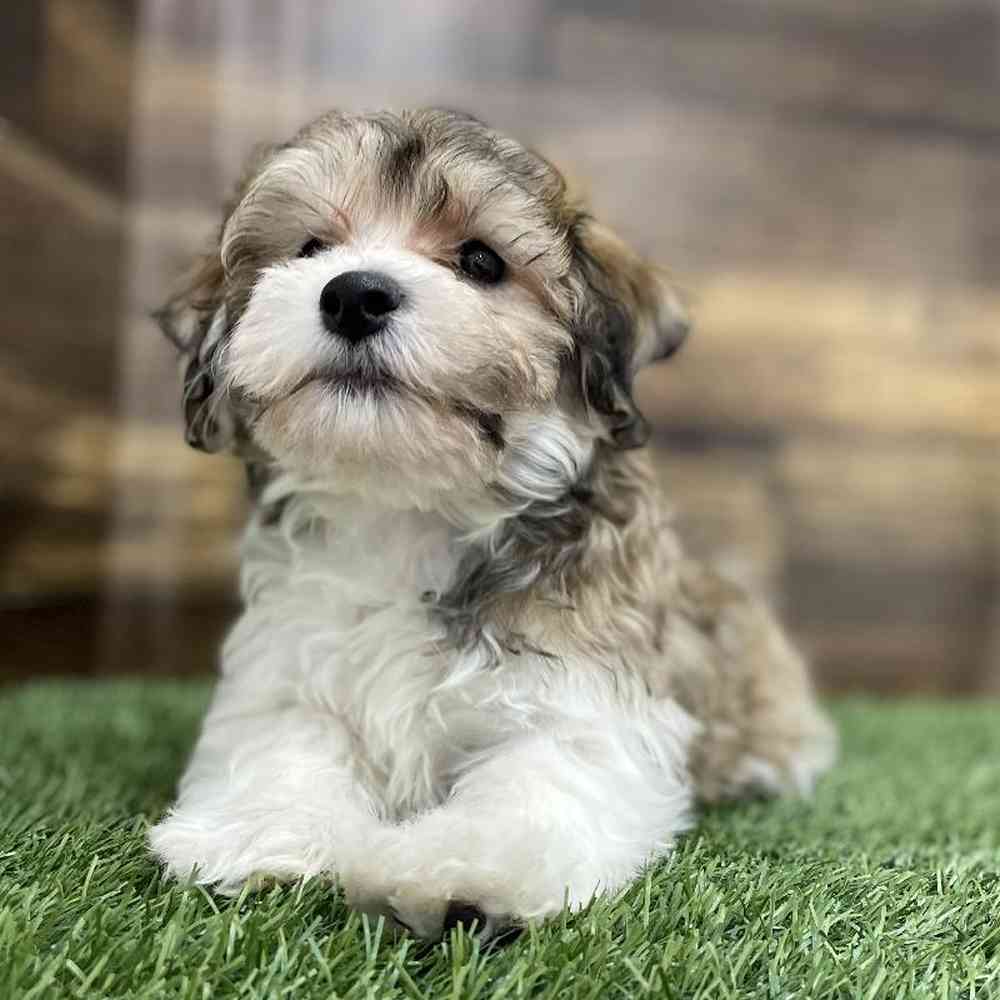 Male Hava-Chon Puppy for Sale in Braintree, MA