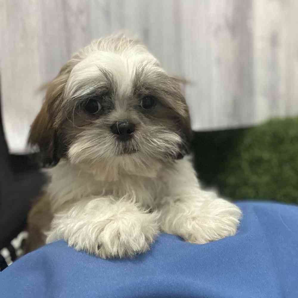 Male Shih Tzu Puppy for Sale in Saugus, MA