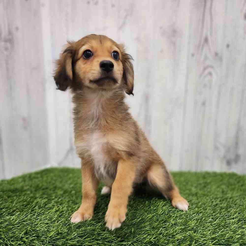 Female Mini Aussiedoodle Puppy for Sale in Braintree, MA
