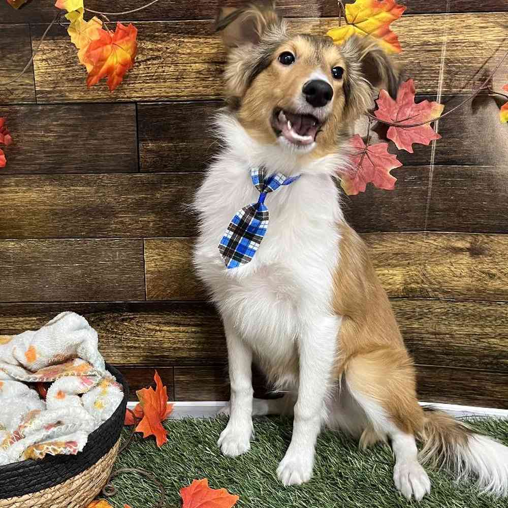 Male Shetland Sheepdog Puppy for Sale in Saugus, MA
