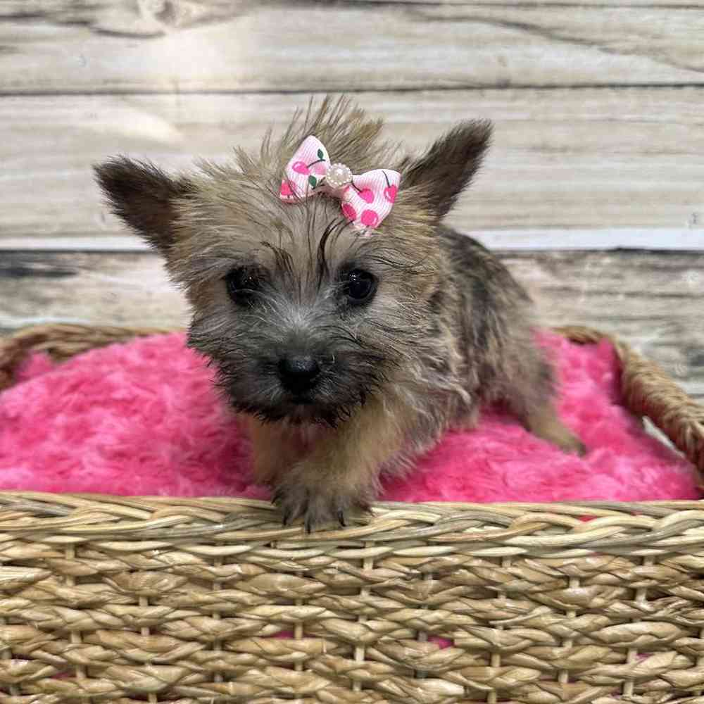 Female Cairn Terrier Puppy for Sale in Saugus, MA