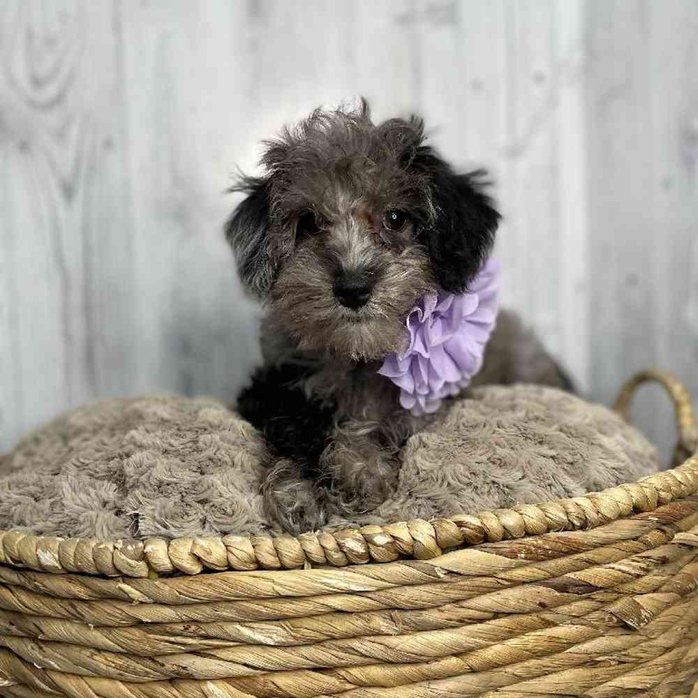 Female Schnoodle Puppy for sale