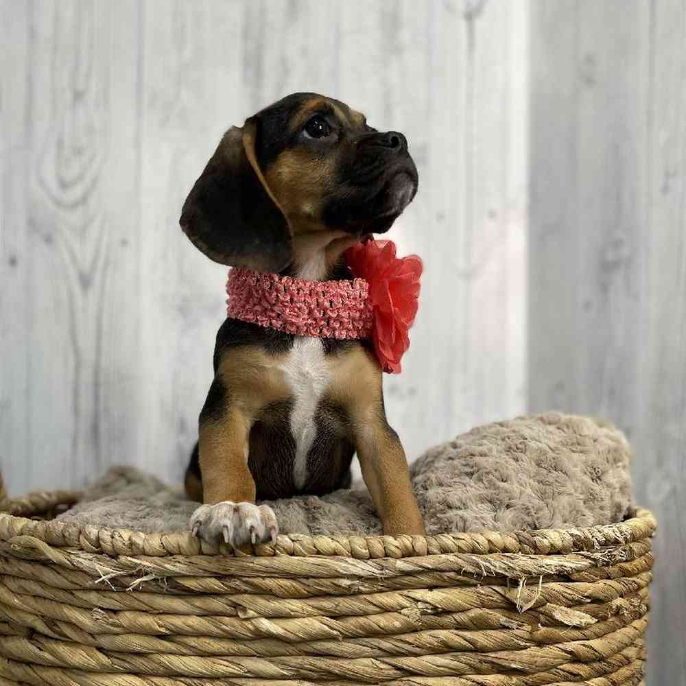 Female Puggle Puppy for sale