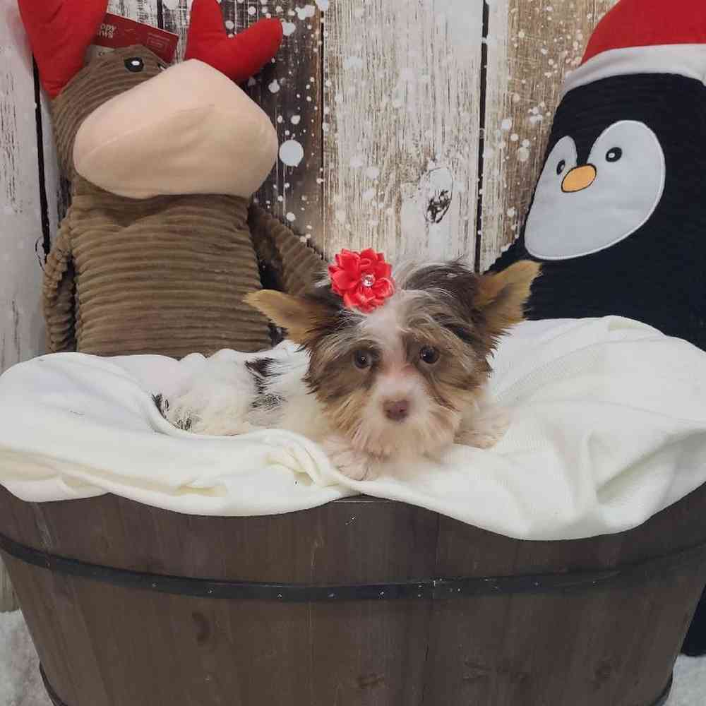 Female Yorkshire Terrier Puppy for Sale in Saugus, MA