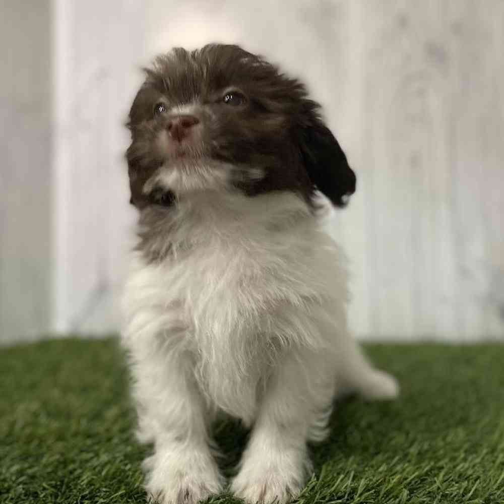Male Shih-Poo Puppy for sale