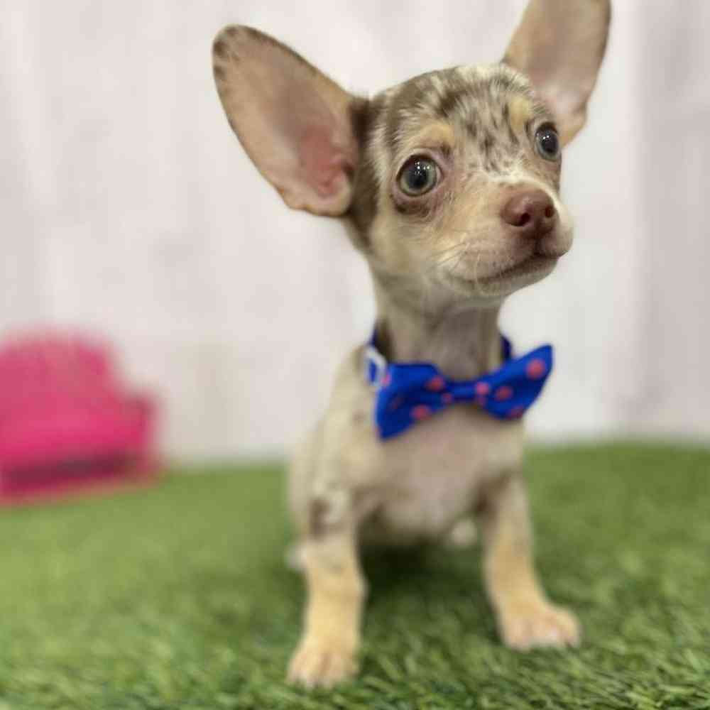 Male Chihuahua Puppy for Sale in Braintree, MA