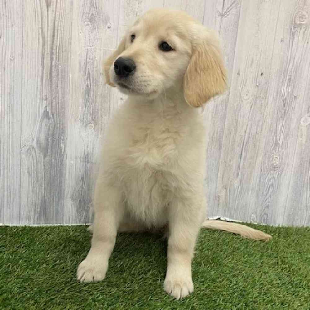 Female Golden Retriever Puppy for Sale in Braintree, MA