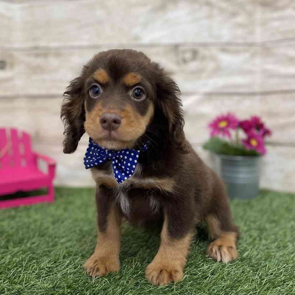 Male Cotralian (Mini Aussie/Cocker Spaniel) Puppy for Sale in Braintree, MA