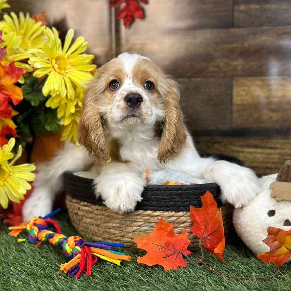 Female Cocker Spaniel Puppy for Sale in Saugus, MA