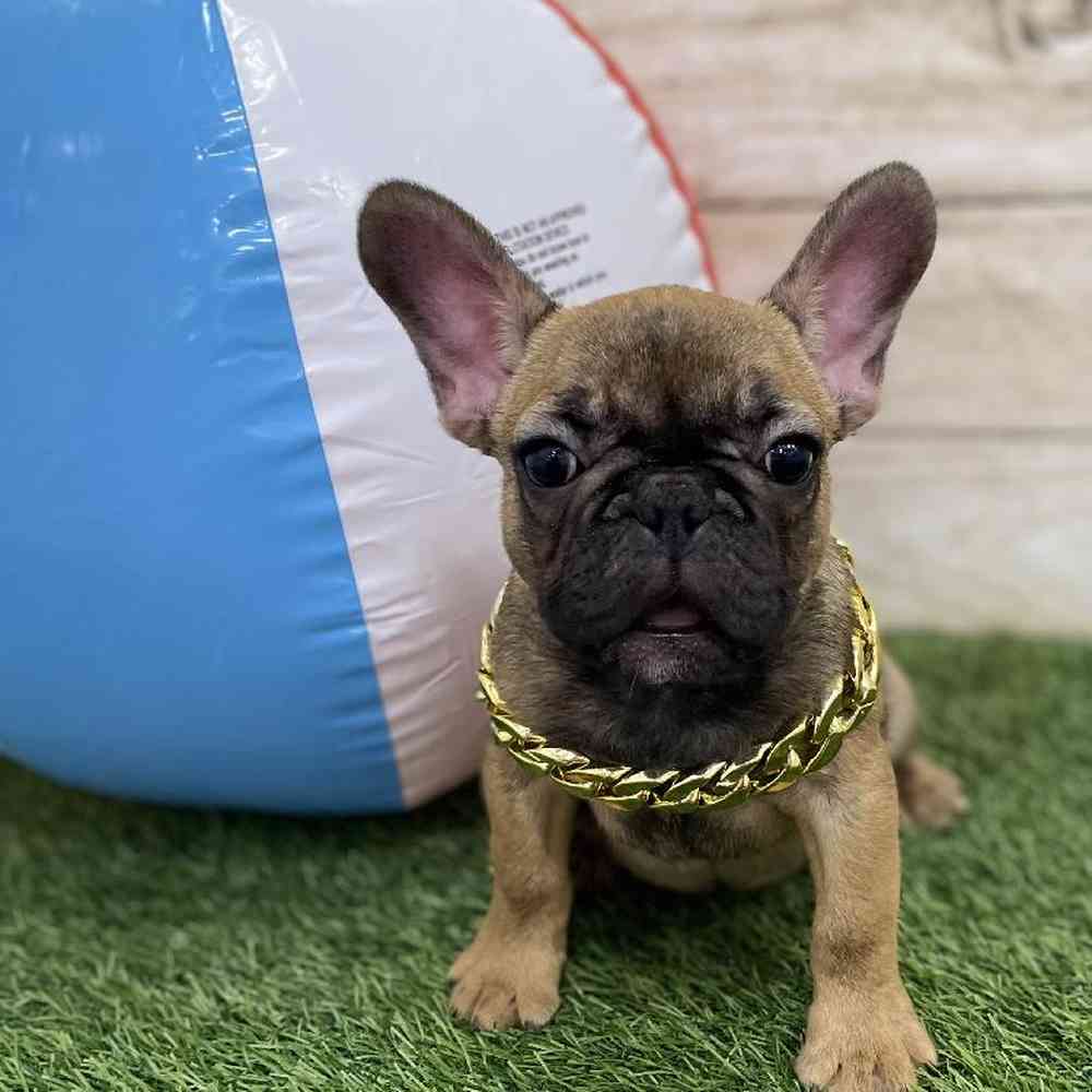 Male French Bulldog Puppy for Sale in Braintree, MA