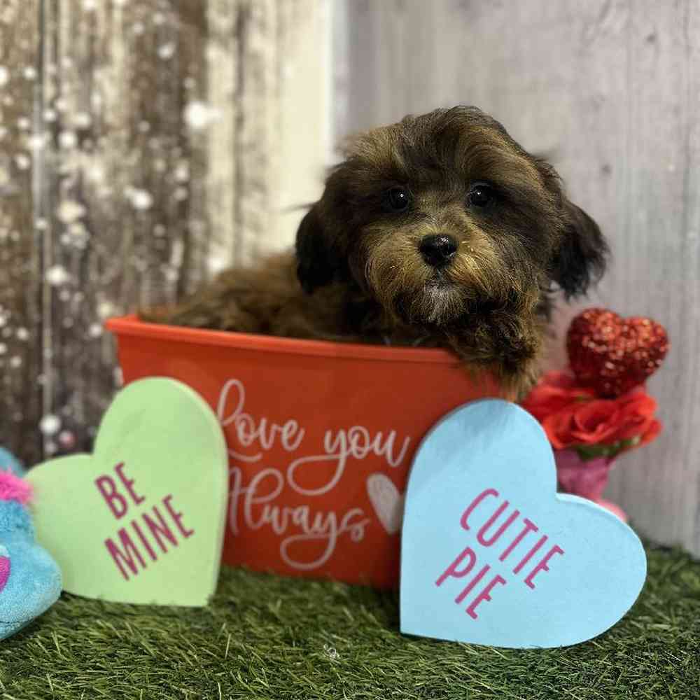 Male Shih-Poo Puppy for Sale in Saugus, MA