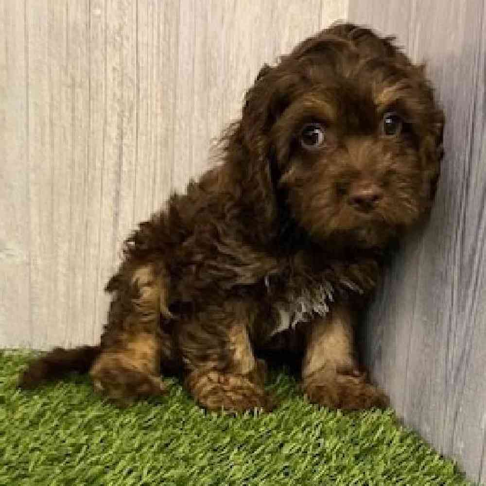 Male Cockapoo Puppy for sale