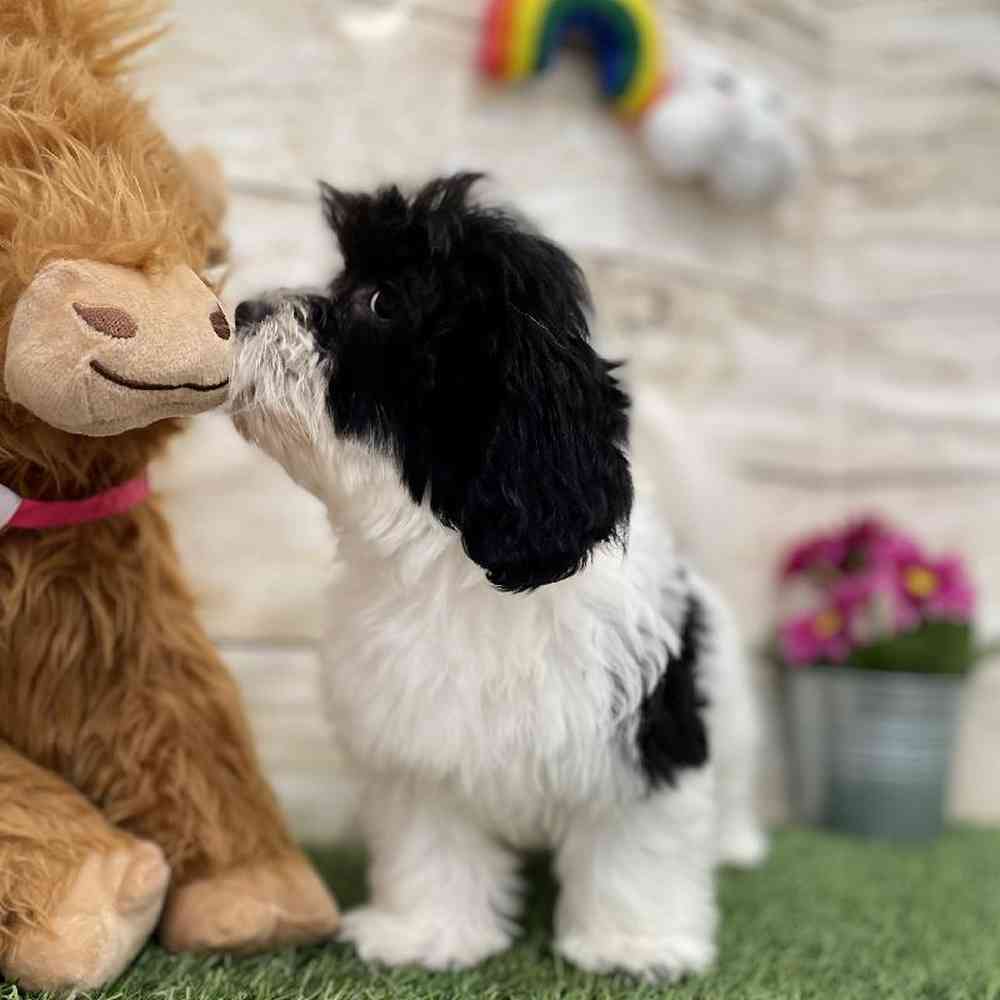 Male Havanese Puppy for Sale in Braintree, MA