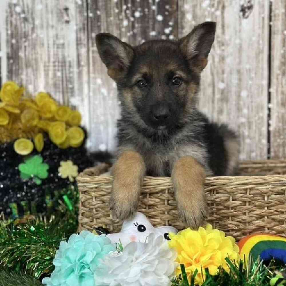 Female German Shepherd Dog Puppy for Sale in Saugus, MA