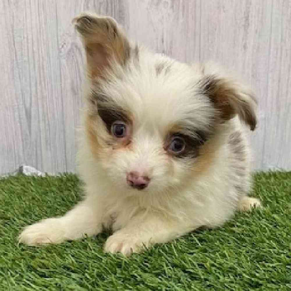 Male Toy Australian Shepherd Puppy for Sale in Braintree, MA