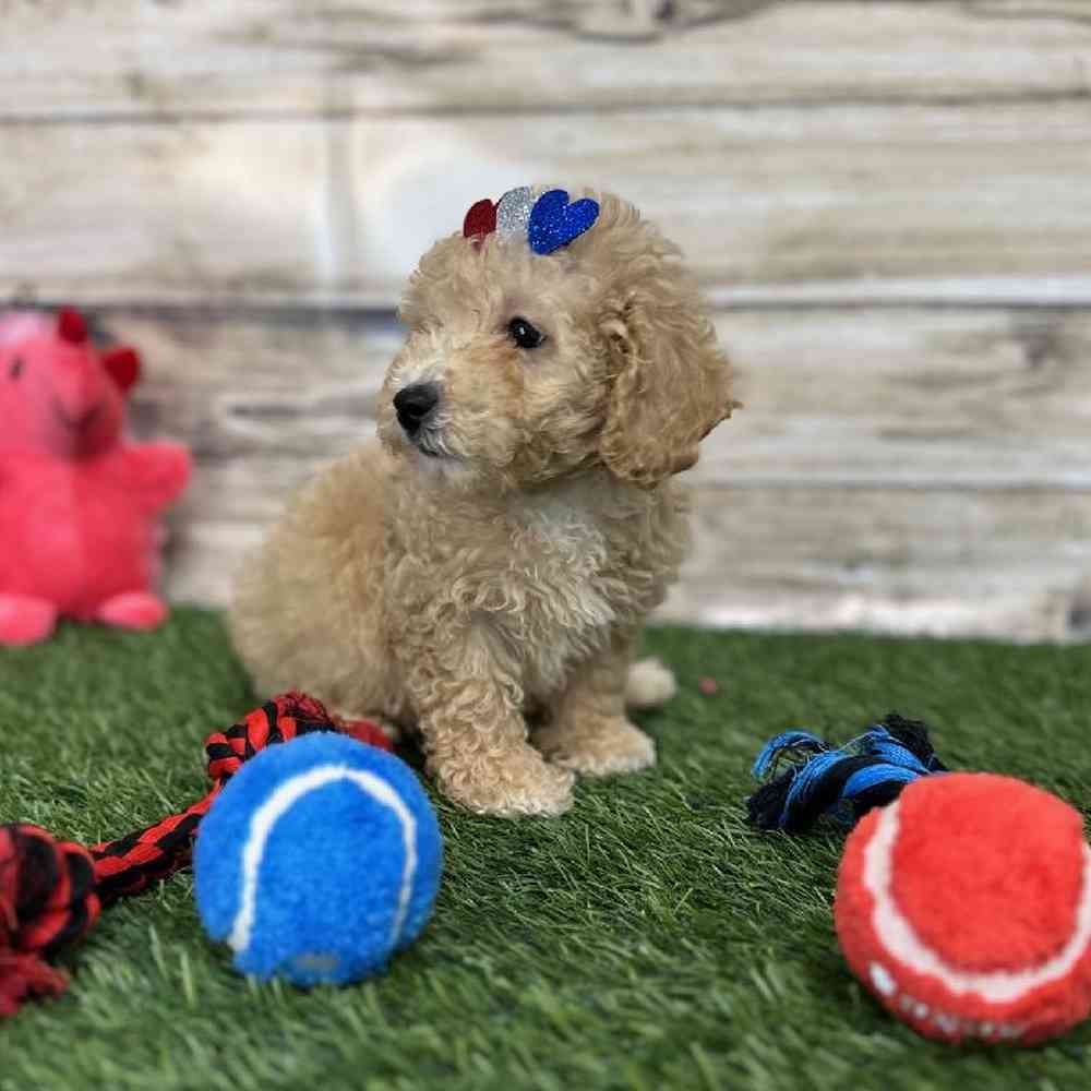 Female Poodle (MINI) Puppy for Sale in Saugus, MA