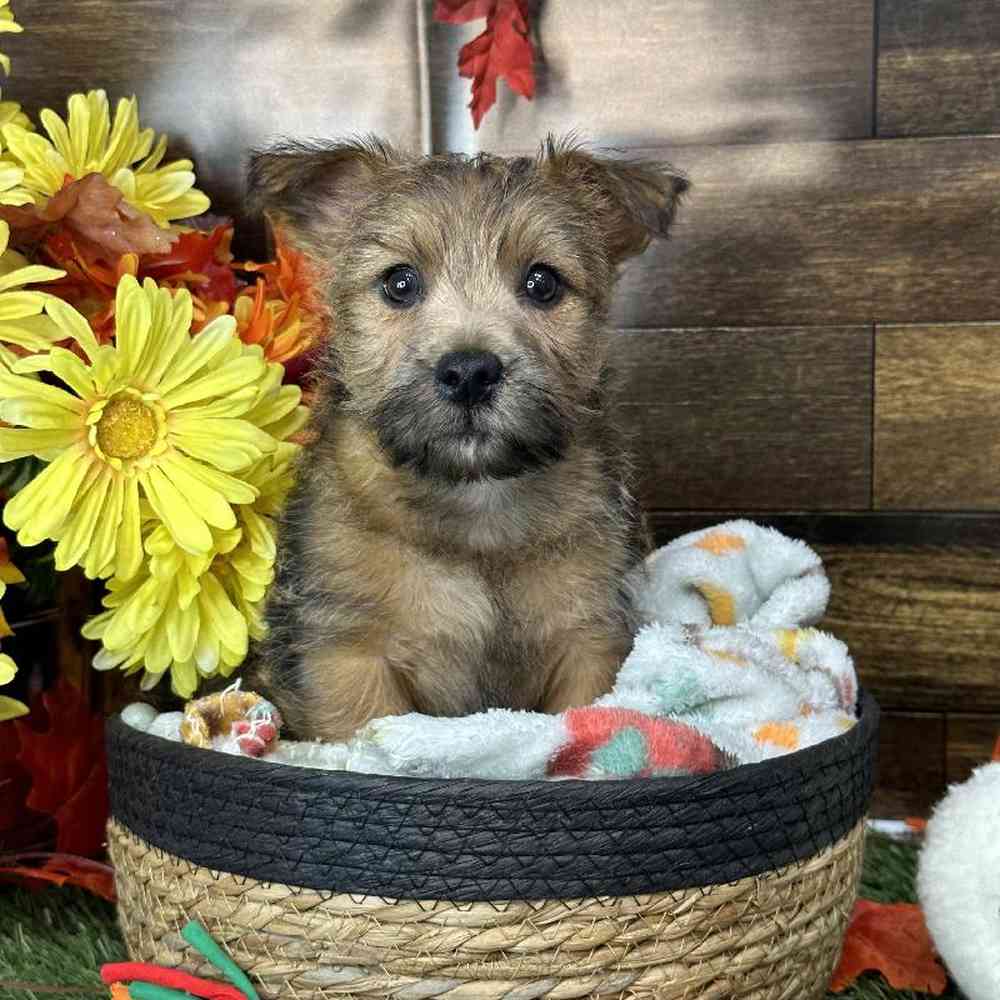 Male Cairn Terrier Puppy for Sale in Saugus, MA