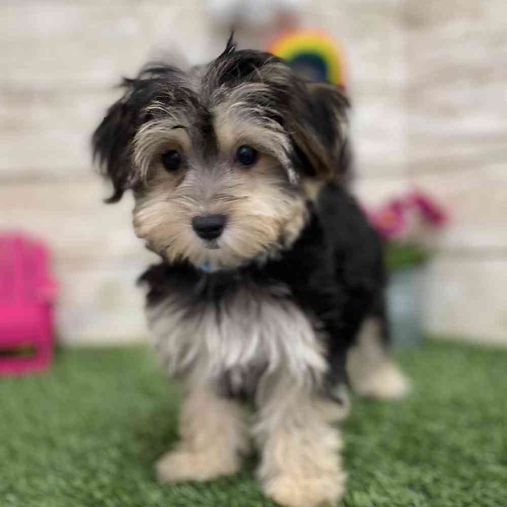 Female Morkie Puppy for Sale in Braintree, MA