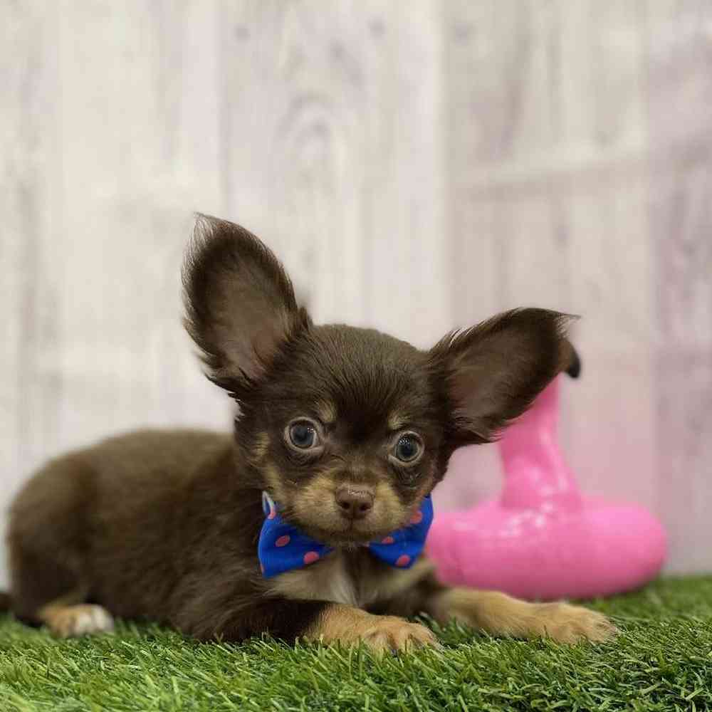 Male Chihuahua Puppy for Sale in Braintree, MA