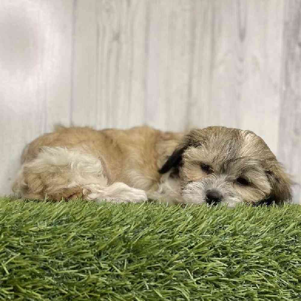 Male Teddy Bear (Zuchon) Puppy for sale