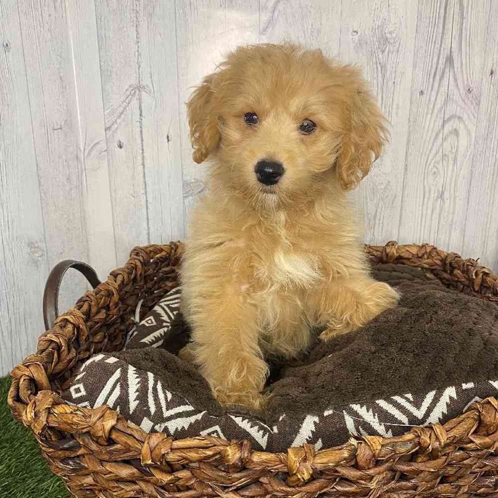 Male Mini Goldendoodle 2nd Gen Puppy for Sale in Saugus, MA