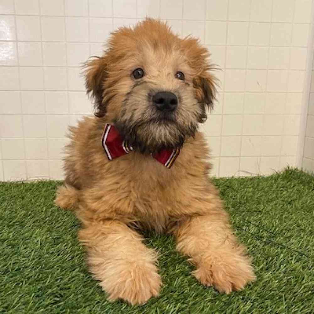 Male Soft Coated Wheaten Terrier Puppy for sale