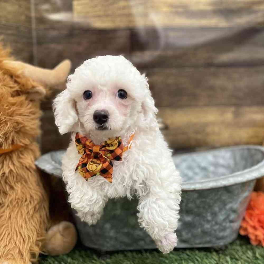 Male Poodle Toy Puppy for Sale in Braintree, MA