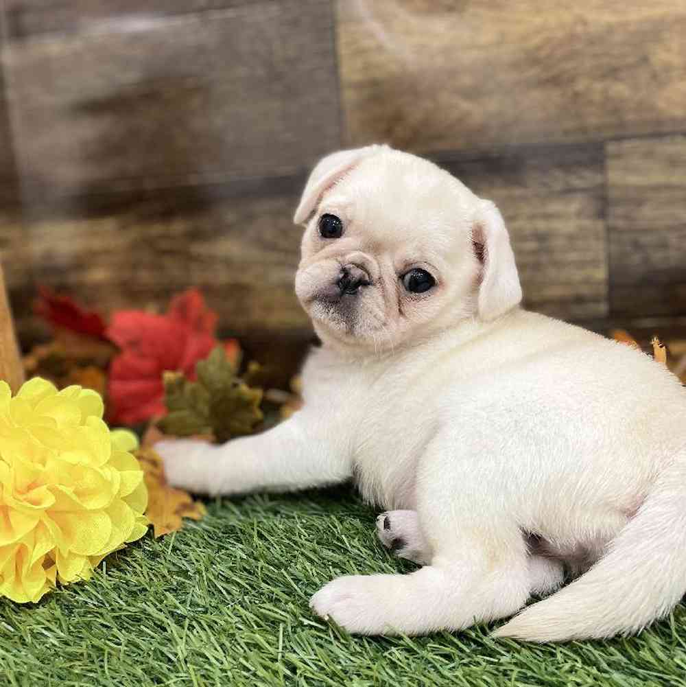 Female Pug Puppy for Sale in Braintree, MA