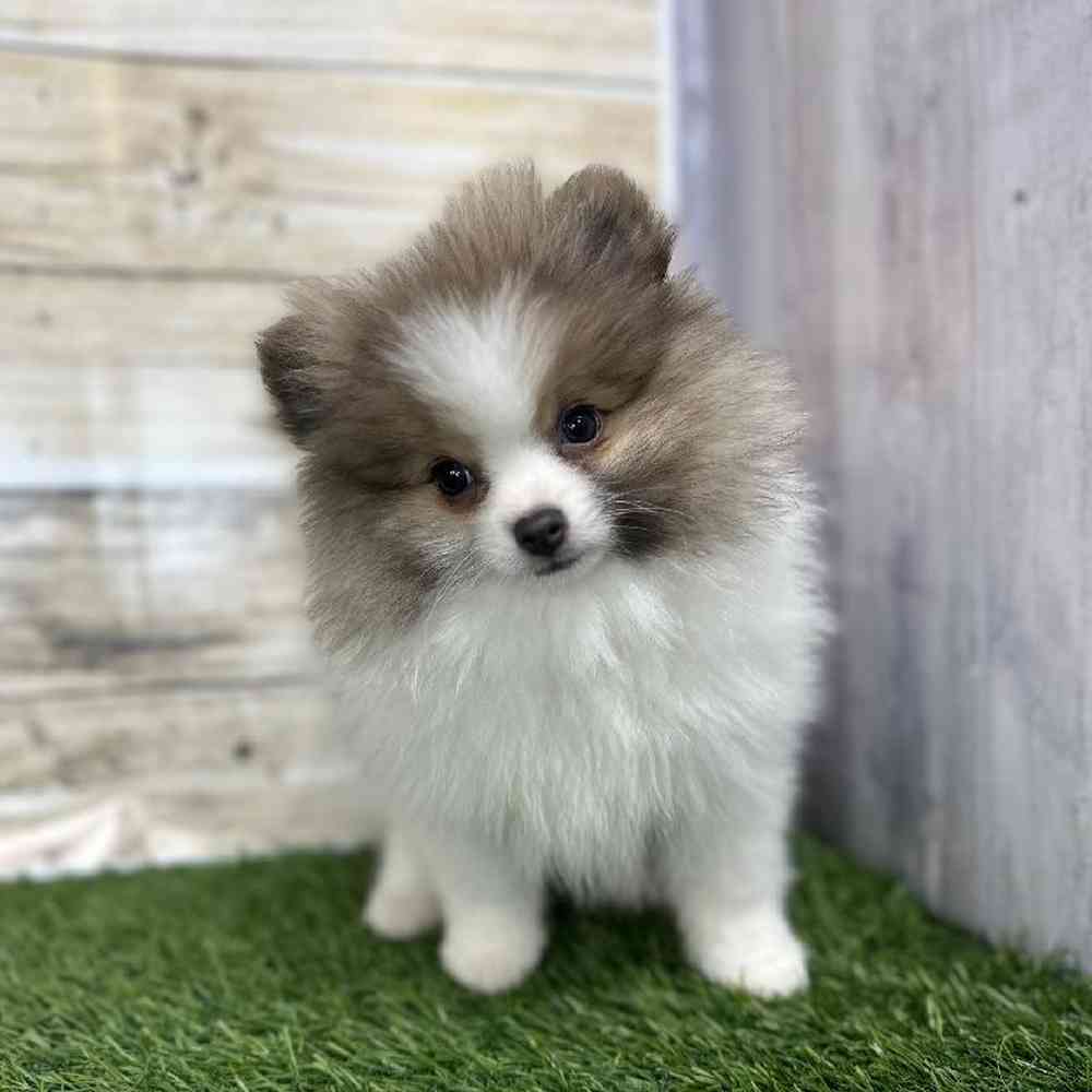 Male Pomeranian Puppy for Sale in Saugus, MA