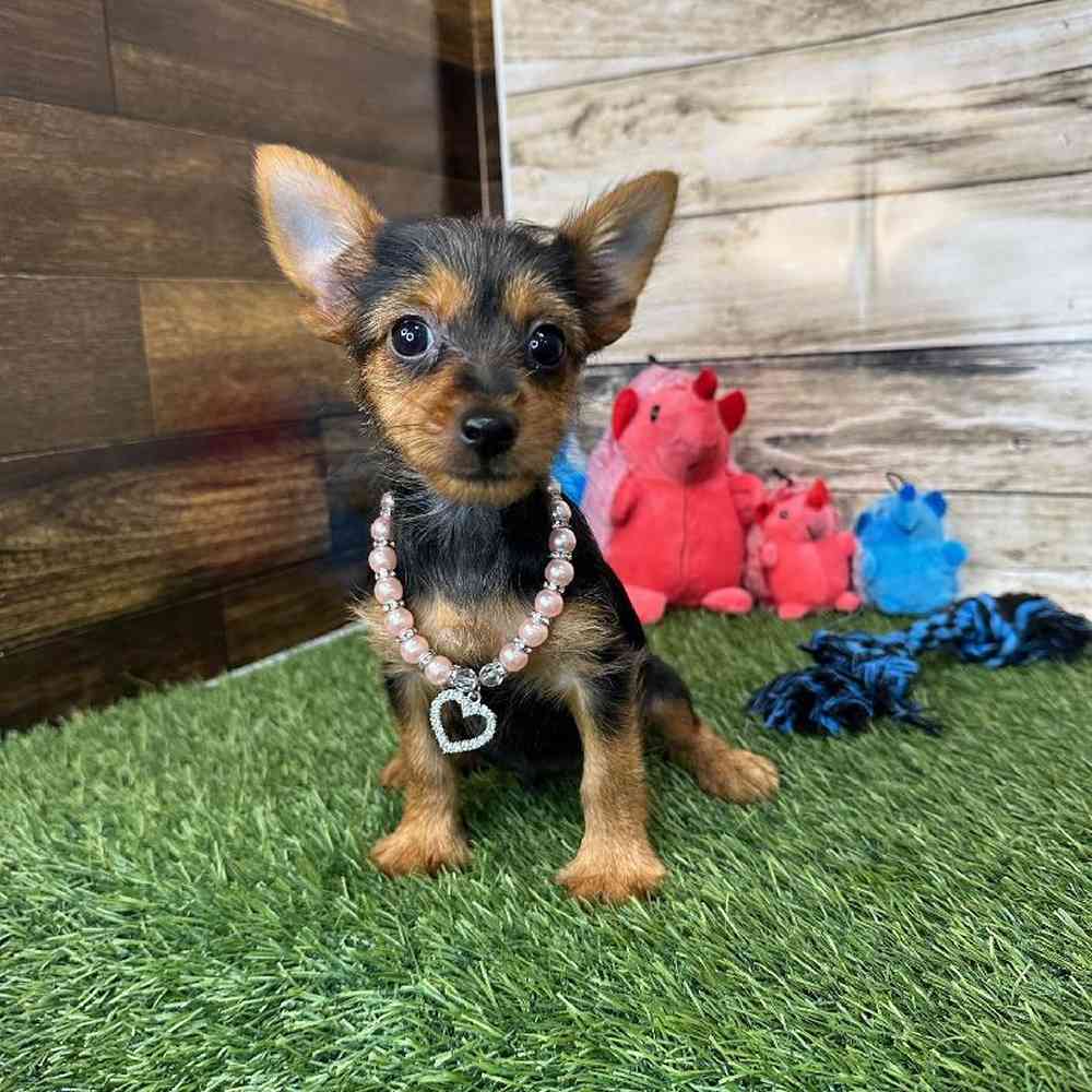 Female Chorkie Puppy for Sale in Saugus, MA