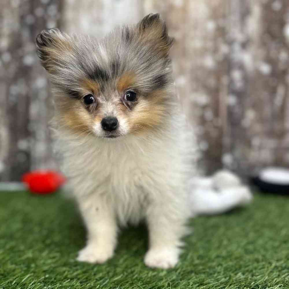 Female Pomeranian Puppy for Sale in Saugus, MA