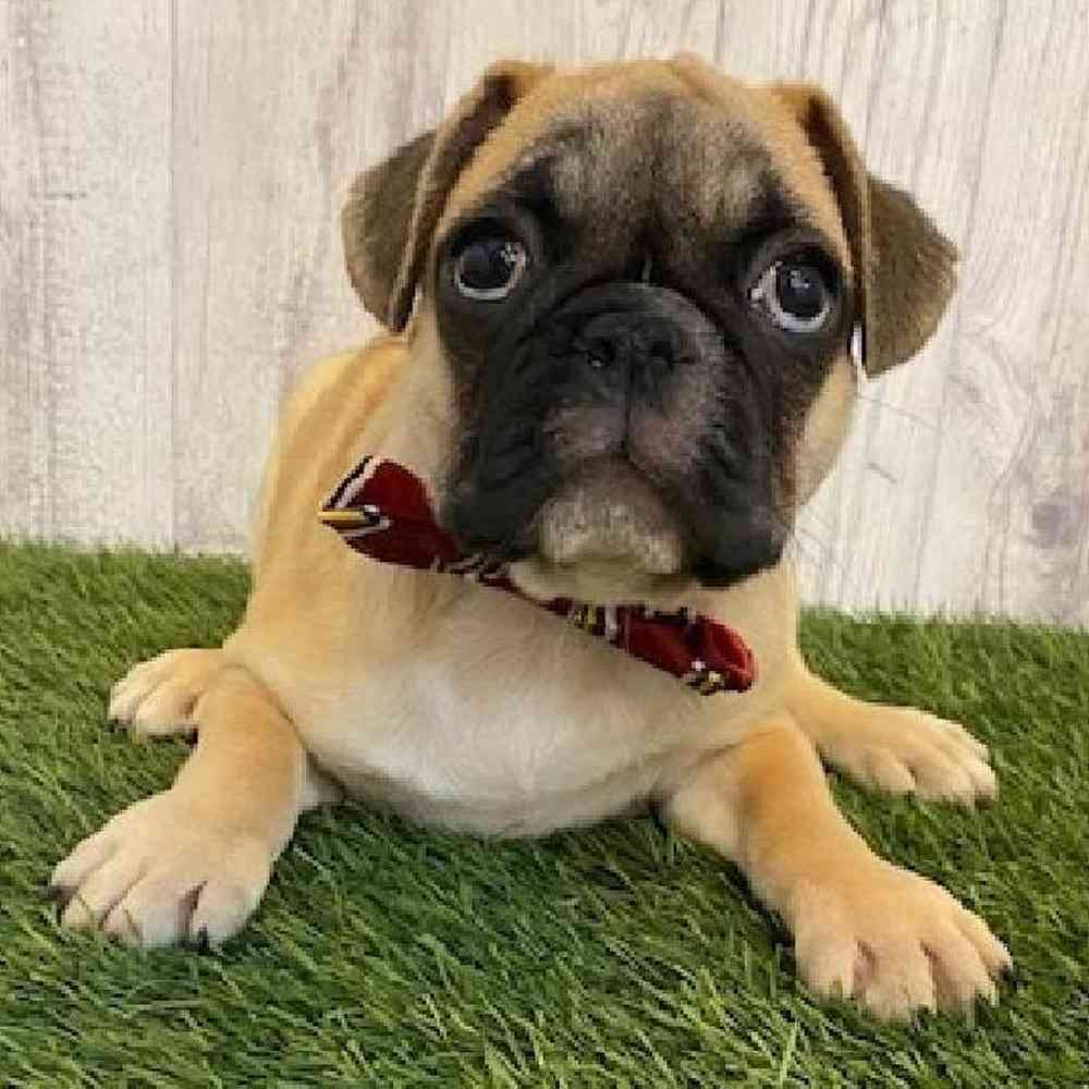 Male Frug Puppy for sale