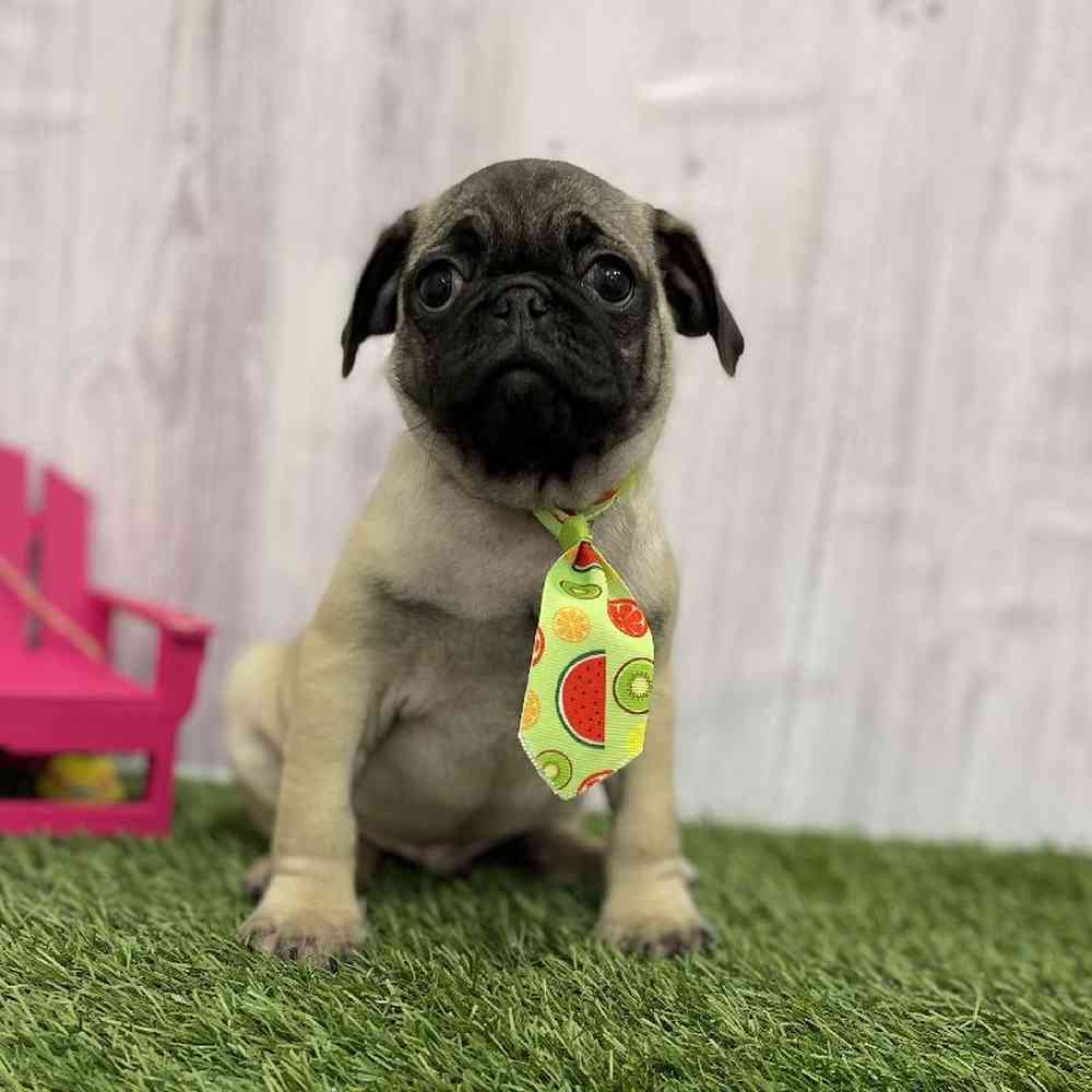 Male Pug Puppy for Sale in Braintree, MA