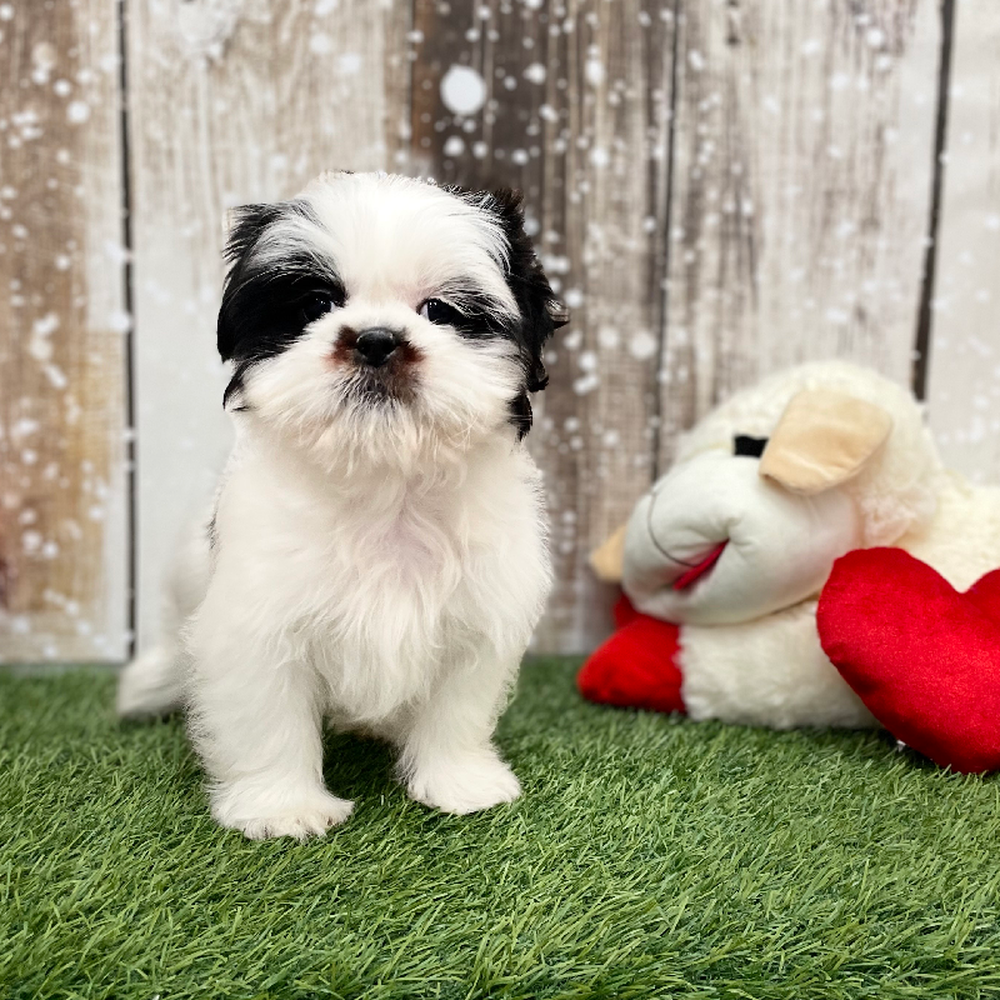 Female Shih Tzu Puppy for Sale in Braintree, MA